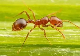 Close‑up of an ant on a leaf, used for pest identification.