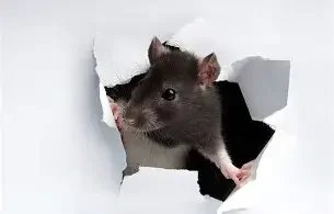 Mouse emerging through torn paper, representing rodent infestation risks.