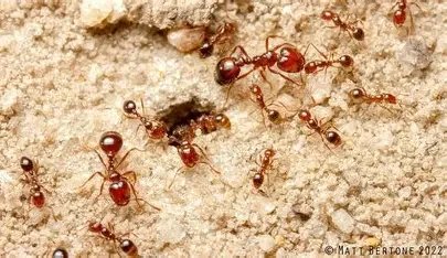 Close‑up of red ants on soil, used for fire ant identification.