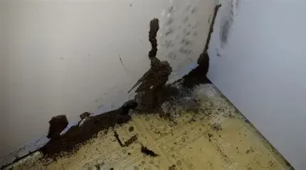 Wall corner with Termite Mud tubes.