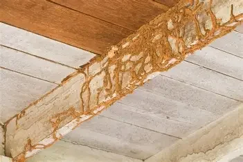 Wood beam with insulation and termite tubes, typical pest inspection area.