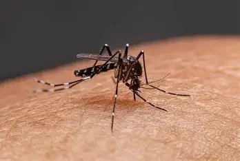 Close-up of a mosquito on human skin.