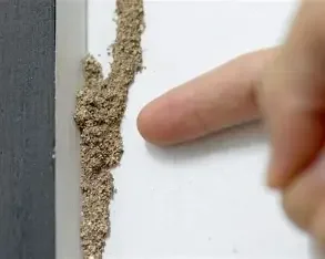 Close-up of a finger pointing at a termite mud tube.