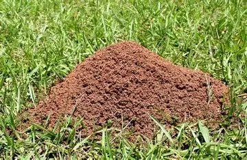 Fire ant mound in a Texas yard, used for fire ant education.
