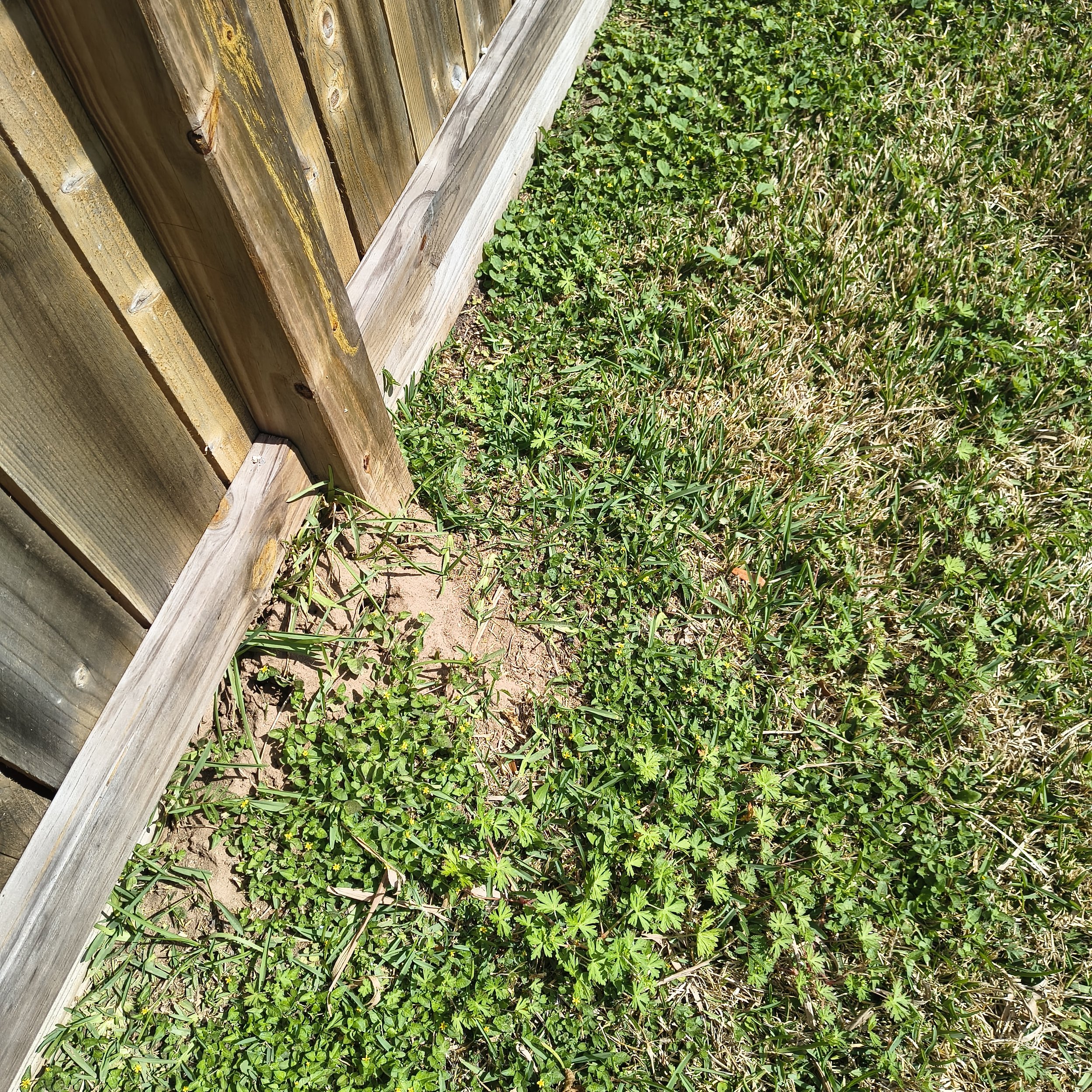 Weathered wooden fence with grass, showing common pest entry points.