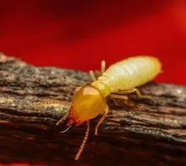 Close‑up of a termite on wood, used for termite education.