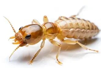 Close-up of a termite with a light-colored body and large head.