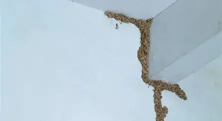 Close-up of the corner of a wall with termite Mud tubes.