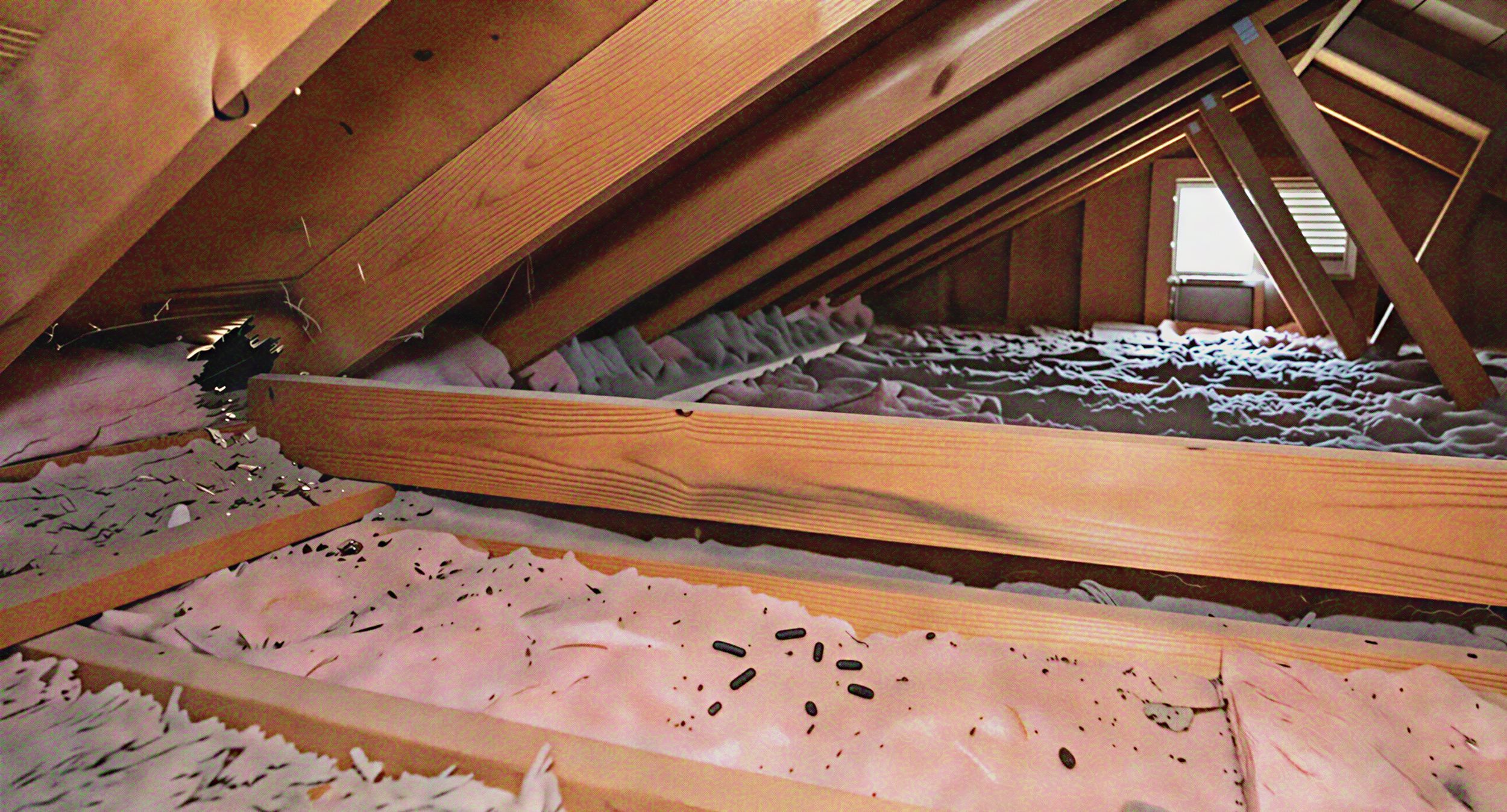 Messy attic space showing potential rodent or pest activity.
