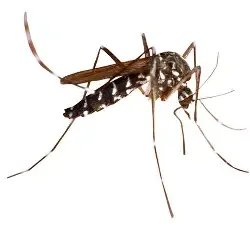 Close‑up of a mosquito, used for Texas Shield Pest Control mosquito service education.